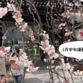 平野神社 魁　桜