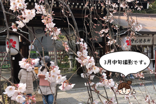 平野神社 魁　桜