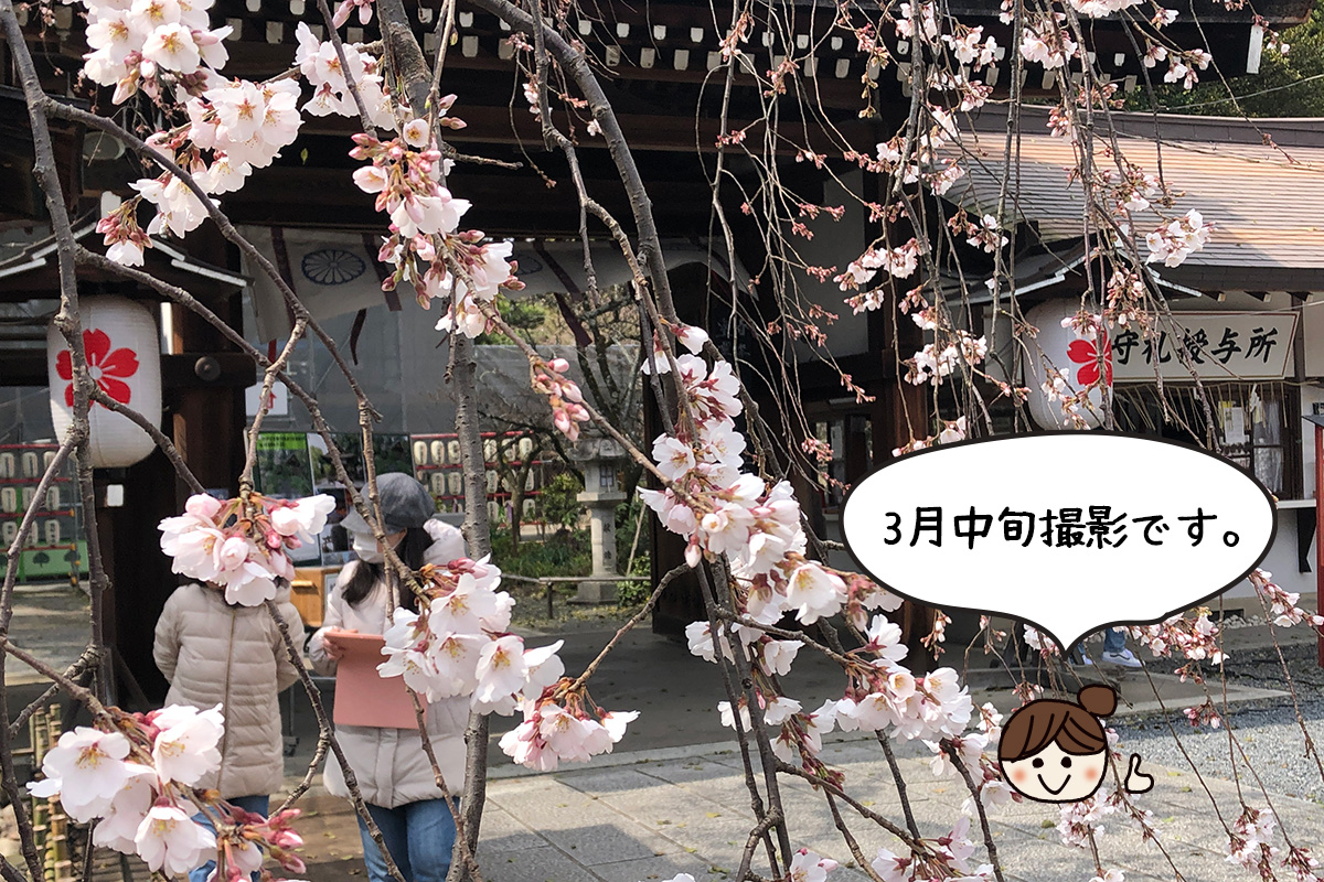 平野神社 桜の見頃はいつ 夜桜ライトアップ 屋台情報 京都人気観光おすすめスポット 京都暮らしのブログ
