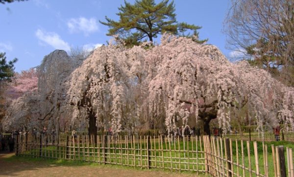 京都御所の桜の場所と地図 種類と開花情報 時間は 京都人気観光おすすめスポット 京都暮らしのブログ