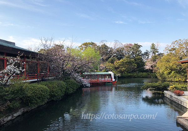 神泉苑 桜