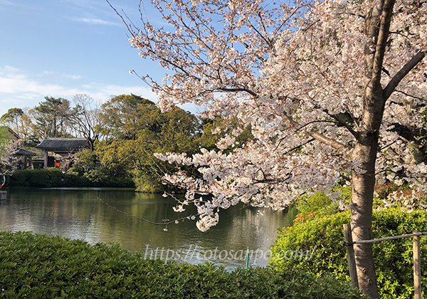 神泉苑 桜