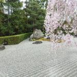 妙心寺 退蔵院 桜
