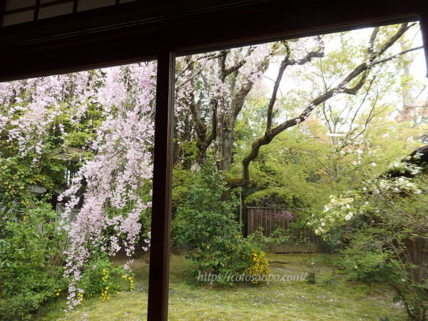 妙心寺 退蔵院 桜