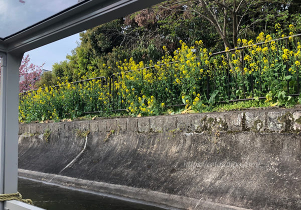 琵琶湖疏水船　菜の花
