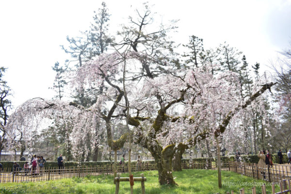 京都御苑 近衞邸跡 桜 