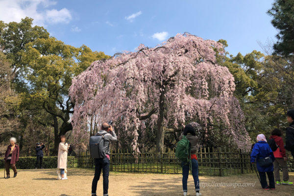 京都御苑 出水の小川 桜 