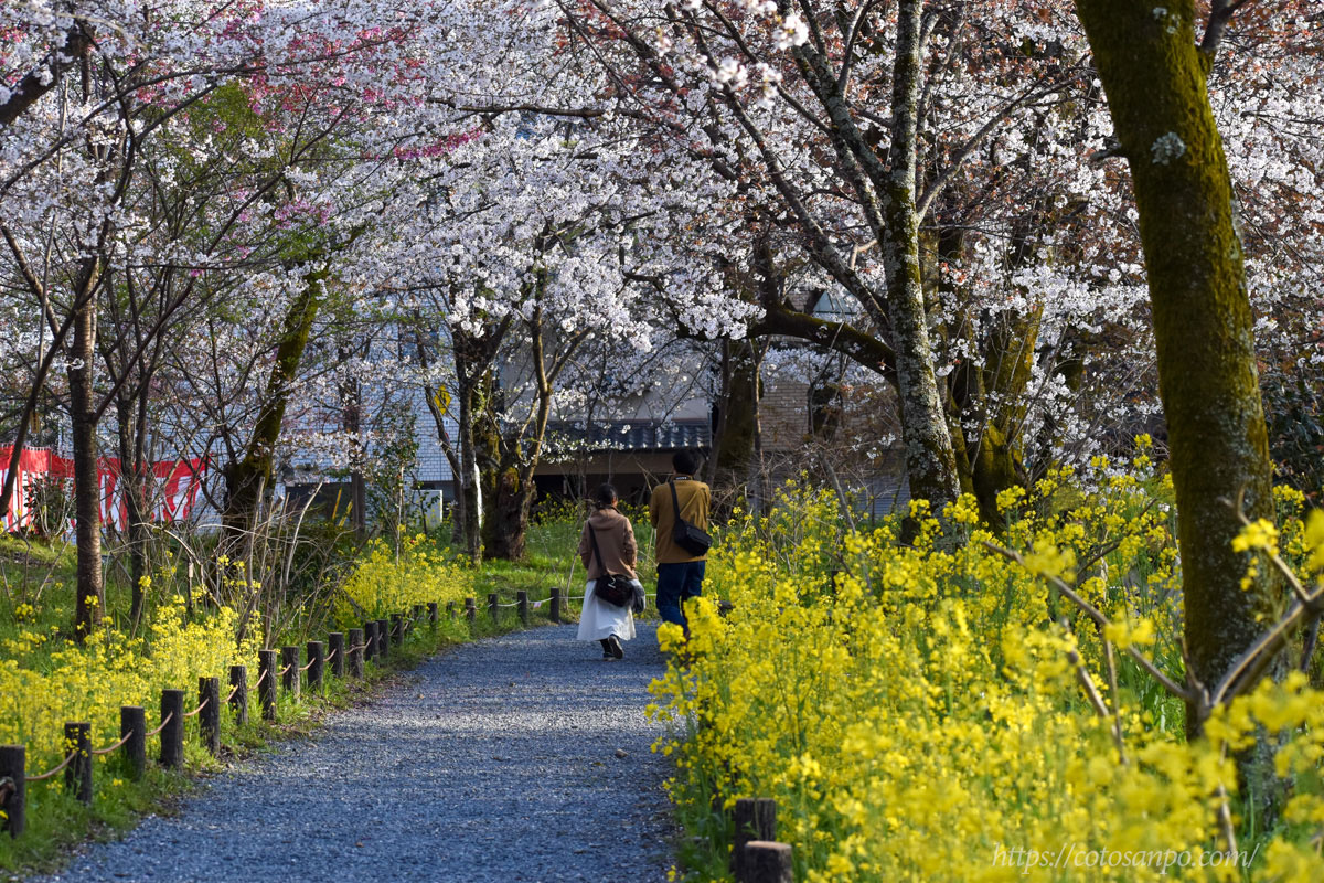 平野神社のさくら苑の写真 料金500円ライトアップも 京都人気観光おすすめスポット 京都暮らしのブログ