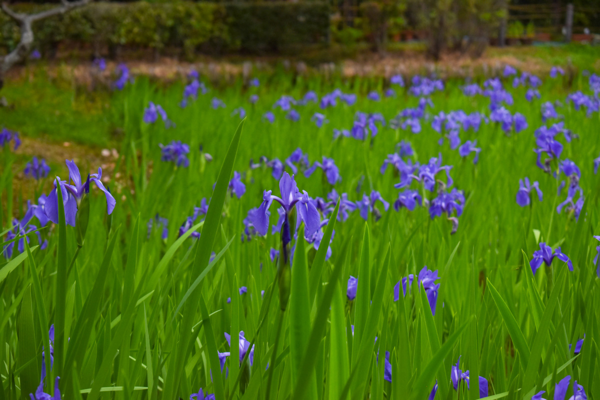 京都の大田神社のカキツバタの見頃 周辺とアクセス 京都人気観光おすすめスポット 京都暮らしのブログ
