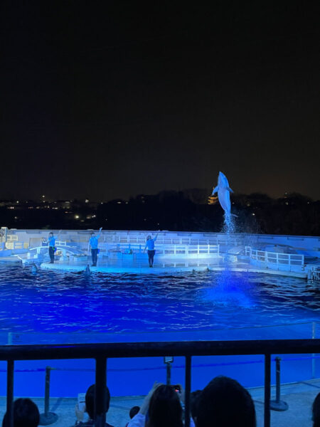 夜の京都水族館 イルカ