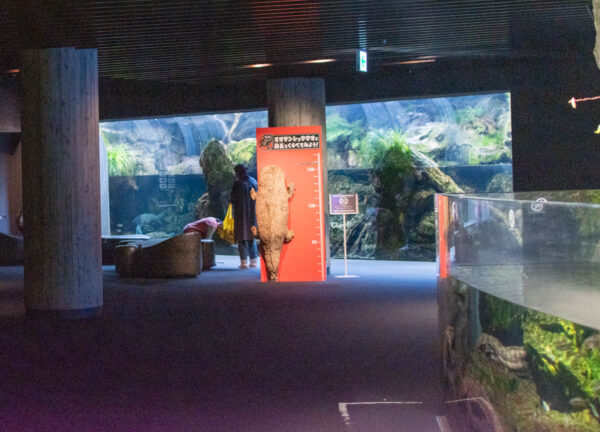 夜の京都水族館 オオサンショウウオ