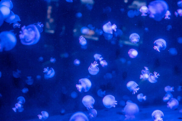 夜の京都水族館 クラゲ